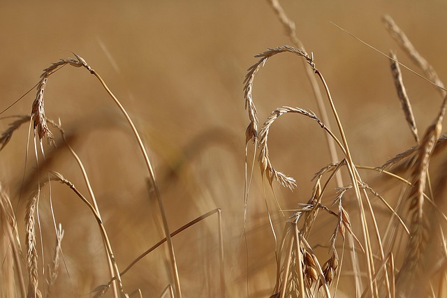 Szkody gradowe w łanie zbożowym — połamane i wylęgłe rośliny po gradobiciu