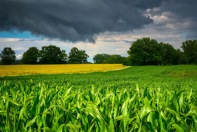 Nadciągające chmury burzowe nad polem zbóż na Pomorzu