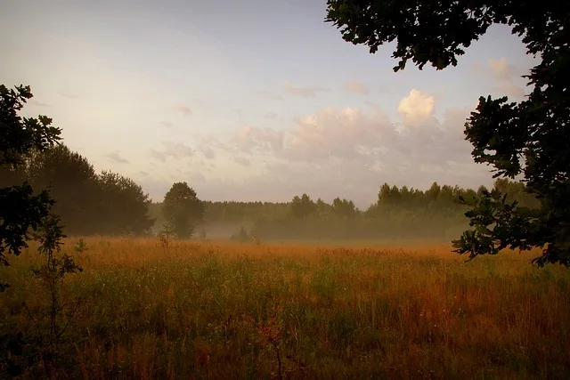 Poranna mgła i rosa nad łąką o wschodzie słońca