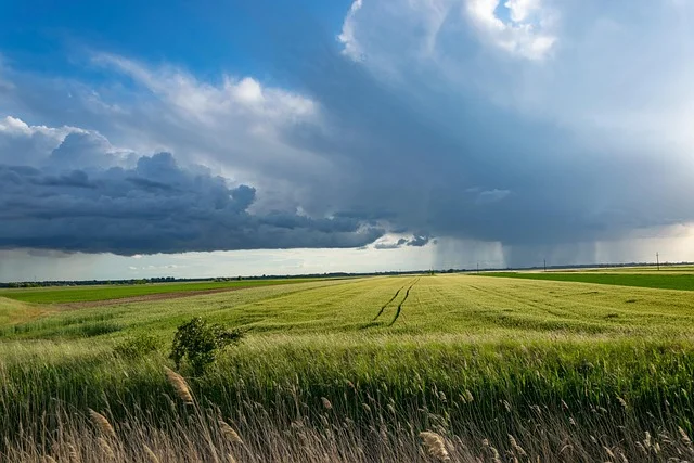 Strugi ulewnego deszczu spadające na pole uprawne podczas letniej burzy