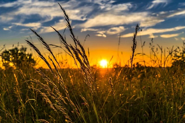 Lato 2026 dla rolników i ogrodników: upały, susze i jak się przygotować