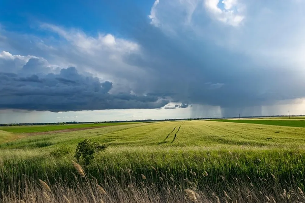 Ciemne chmury burzowe nad łanem zboża