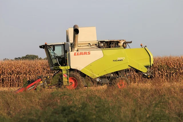 Kombajn zbierający kukurydzę na polu jesienią