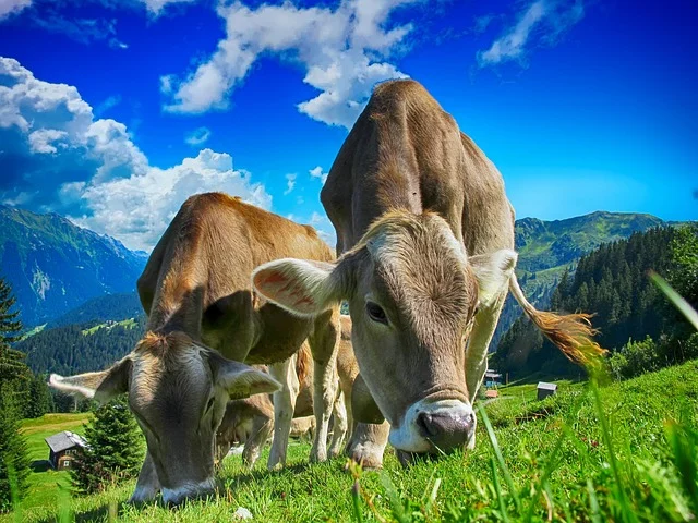 Stado krów na pastwisku przed burzą z ciemnymi chmurami w tle